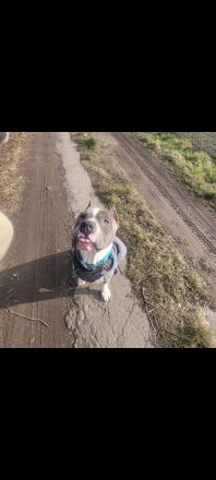 American Staffordshire Terrier