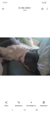 American Staffordshire Terrier