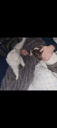 American Staffordshire Terrier