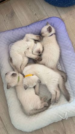 Verspielte Ragdoll-Kitten