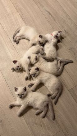 Verspielte Ragdoll-Kitten