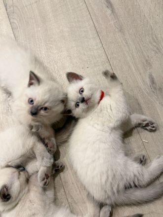 Verspielte Ragdoll-Kitten