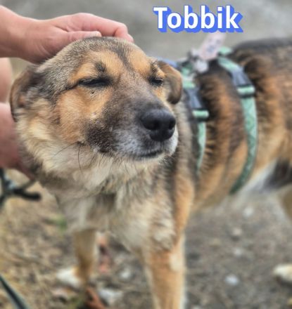 Tobbik, 05/21 - kleiner Schmuser sucht Zuhause