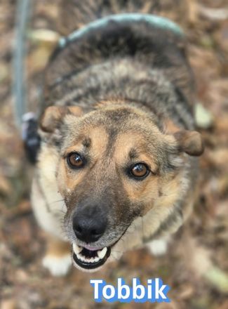 Tobbik, 05/21 - kleiner Schmuser sucht Zuhause