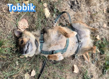 Tobbik, 05/21 - kleiner Schmuser sucht Zuhause