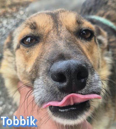 Tobbik, 05/21 - kleiner Schmuser sucht Zuhause