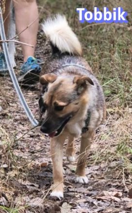 Tobbik, 05/21 - kleiner Schmuser sucht Zuhause