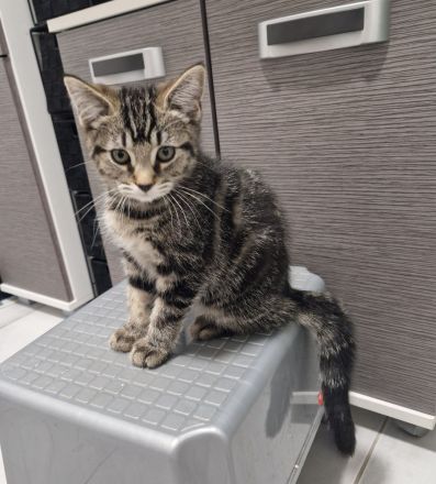 Wunderschönes BKH Kitten