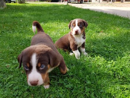 Appenzeller Sennenhund Welpen, reinrassig, havanna und tricolor, geimpft, gechipt und entwurmt