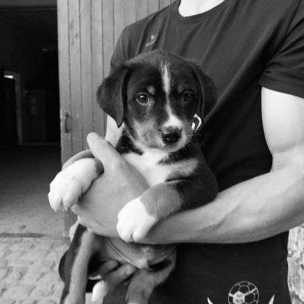 Appenzeller Sennenhund Welpen, reinrassig, havanna und tricolor, geimpft, gechipt und entwurmt