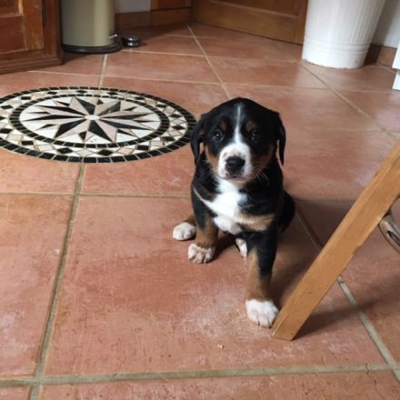 Appenzeller Sennenhund Welpen, reinrassig, havanna und tricolor, geimpft, gechipt und entwurmt