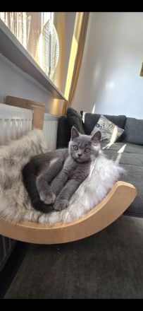 „BKH Blue Kitten