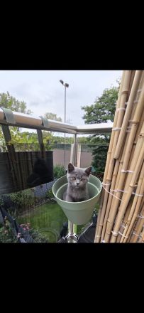 „BKH Blue Kitten