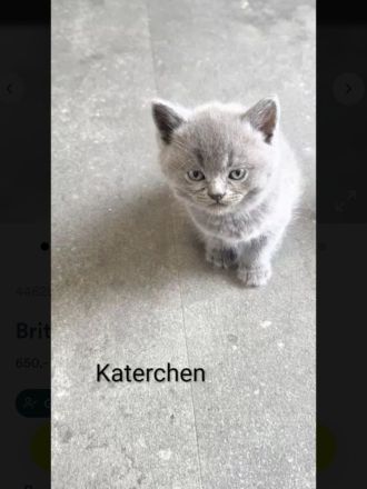 Britisch Kurzhaar
