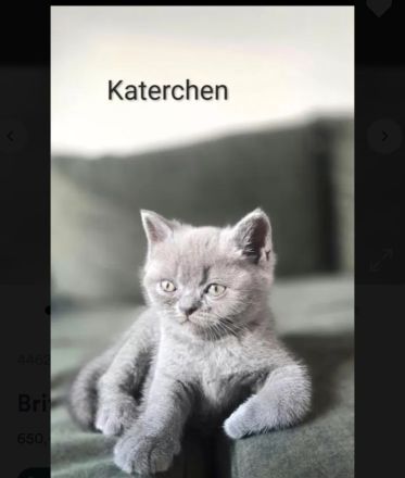 Britisch Kurzhaar