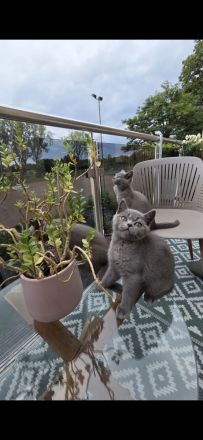„BKH Blue Kitten