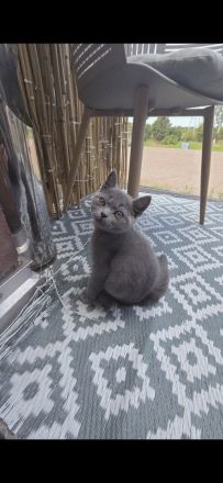 „BKH Blue Kitten