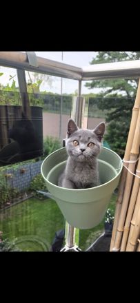 „BKH Blue Kitten