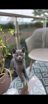 „BKH Blue Kitten
