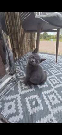 „BKH Blue Kitten