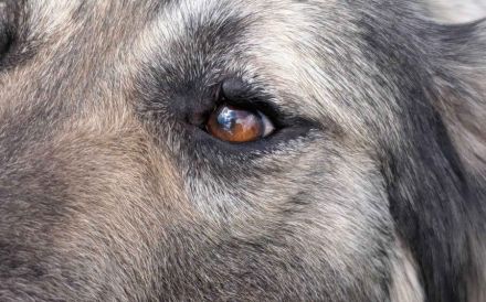 Sanfte Kuschelhündin Nutella sucht ihre Familie
