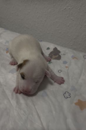 Jack Russell Terrier Welpen reinrassig suchen ihr neues Zuhause