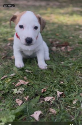 Jack Russell Terrier Welpen reinrassig ab 16.10 beretabgeholt