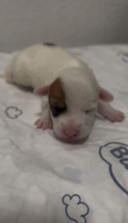 Jack Russell Terrier Welpen reinrassig suchen ihr neues Zuhause