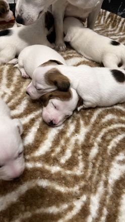 Jack Russell Terrier Welpen reinrassig suchen ihr neues Zuhause