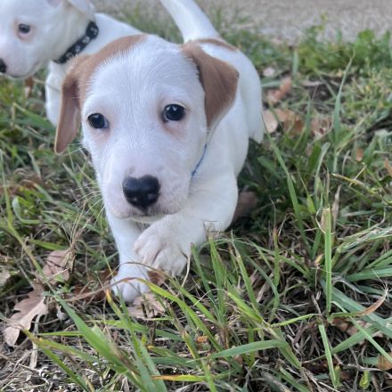 Jack Russell Terrier Welpen reinrassig ab 16.10 beretabgeholt