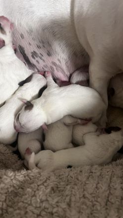 9 zauberhafte reinrassige Jack Russell Terrier Welpen suchen ihr neues Zuhause