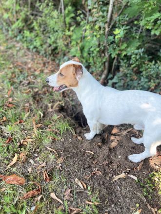 9 zauberhafte reinrassige Jack Russell Terrier Welpen suchen ihr neues Zuhause