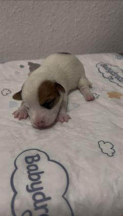 Jack Russell Terrier Welpen reinrassig suchen ihr neues Zuhause
