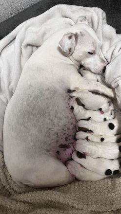 9 zauberhafte reinrassige Jack Russell Terrier Welpen suchen ihr neues Zuhause