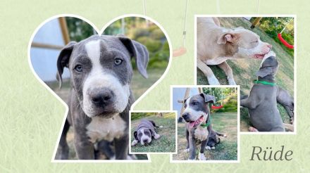 American Bully XL Welpen