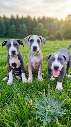 American Bully XL Welpen