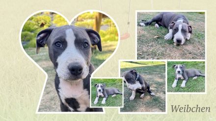 American Bully XL Welpen
