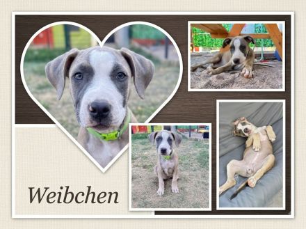 American Bully XL Welpen