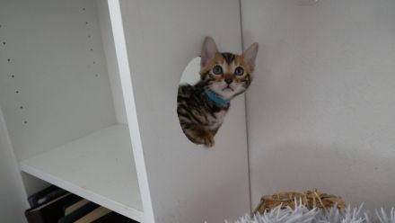 Süße, wunderschöne, reinrassige Bengalkitten mit besten Genen suchen ein neues Zuhause