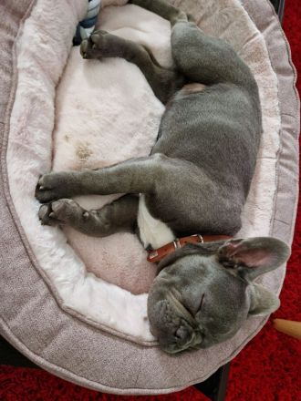 Liebevolle Französische Bulldogge Mia sucht ein fürsorgliches Zuhause