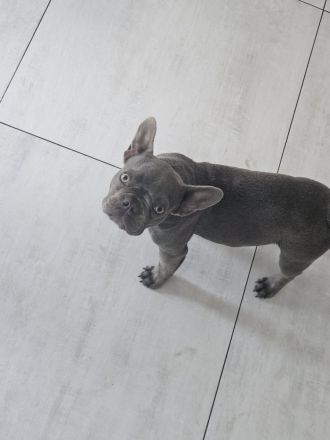 Liebevolle Französische Bulldogge Mia sucht ein fürsorgliches Zuhause