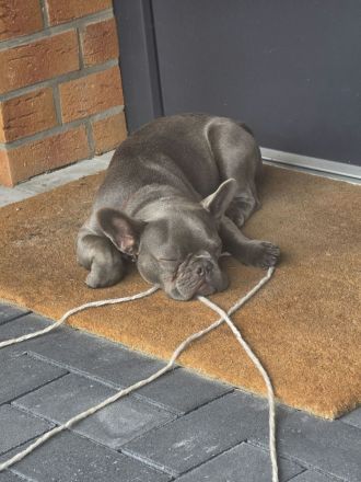 Liebevolle Französische Bulldogge Mia sucht ein fürsorgliches Zuhause