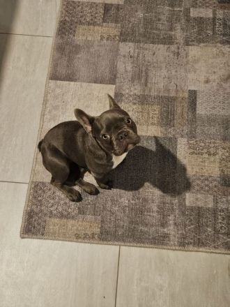 Liebevolle Französische Bulldogge Mia sucht ein fürsorgliches Zuhause