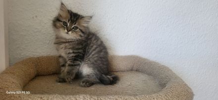 4 Reinrassige Perserkitten