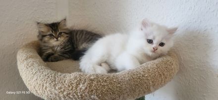 4 Reinrassige Perserkitten