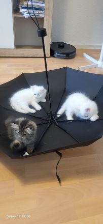 4 Reinrassige Perserkitten
