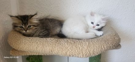 4 Reinrassige Perserkitten