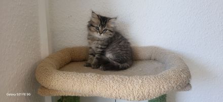 4 Reinrassige Perserkitten