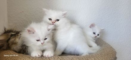 4 Reinrassige Perserkitten