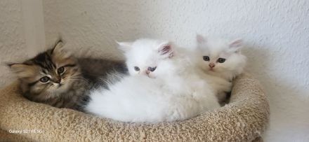 4 Reinrassige Perserkitten